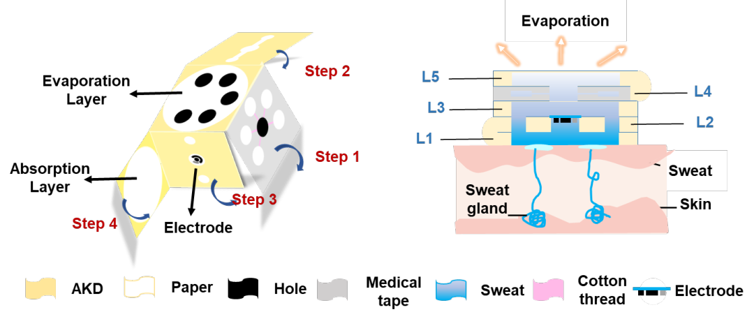 图7纸基微流控通道及传感区域的立体示意图.png